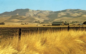 Summertime in Livermore Valley, California (photo by David Profffitt), mailed 1974      